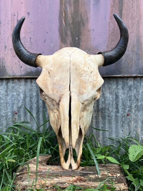 buffalo skulls - Image 2