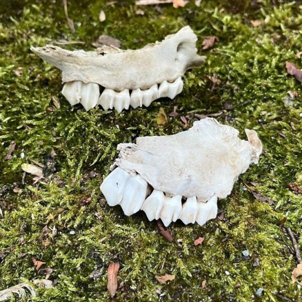 Deer Teeth
