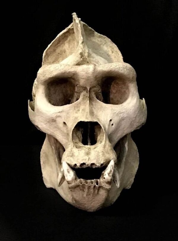 mummle skulls